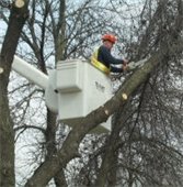 Last branch pick up of the year