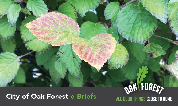 City of Oak Forest e-briefs