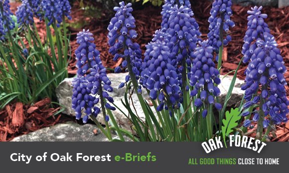 City of Oak Forest e-briefs