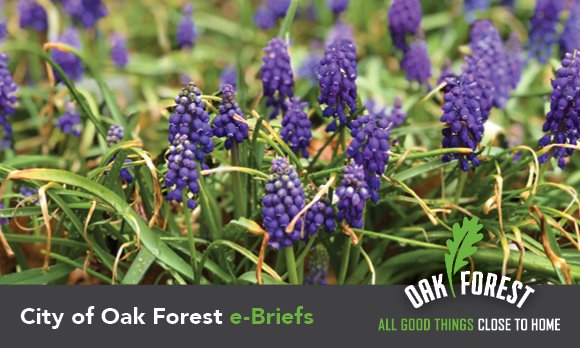 City of Oak Forest e-briefs