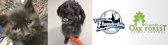 Friends of Oak Forest Animal Control