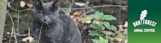 Animal Control: Feral Cats