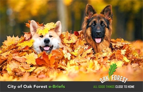 Fall Begins September 22