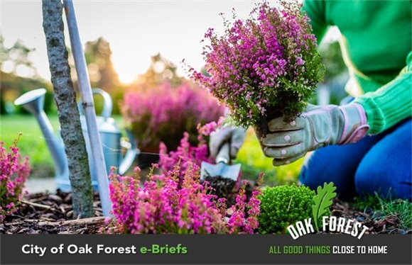 City of Oak Forest e-Briefs