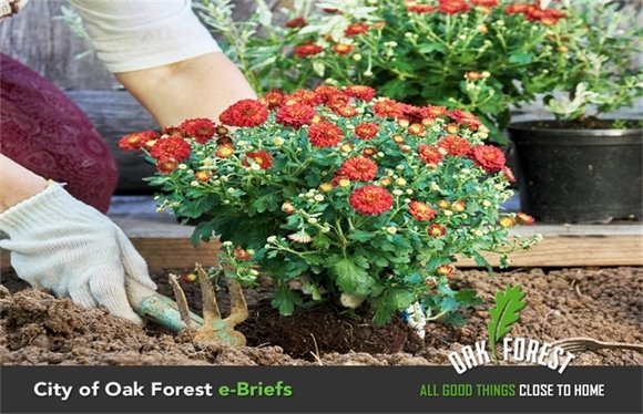 City of Oak Forest e-Briefs