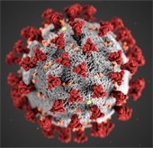 Covid 19 Virus