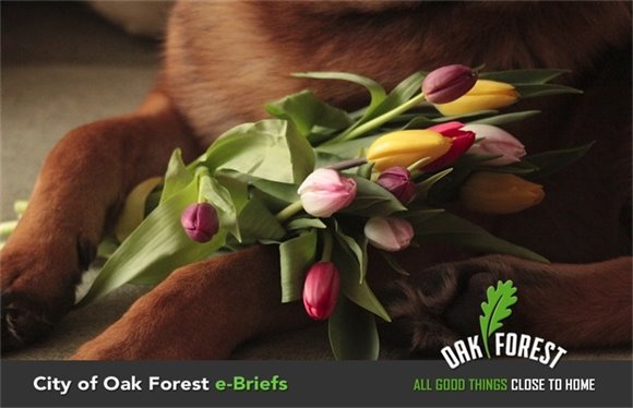 City of Oak Forest e-Briefs