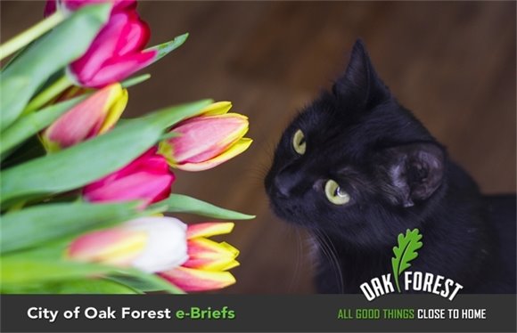 City of Oak Forest e-Briefs