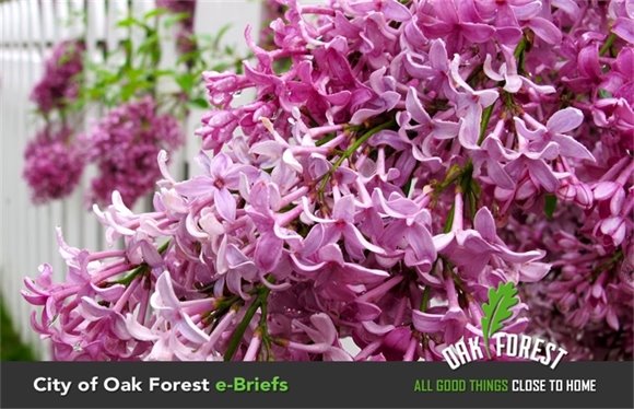 Pretty in Pink Flowers