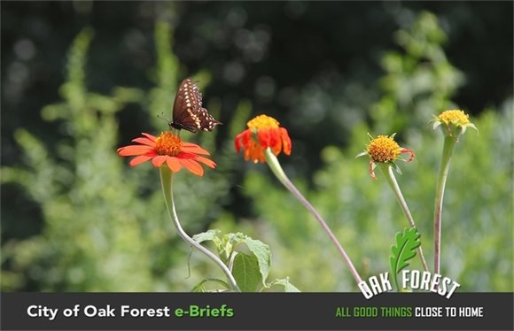 Butterfly Sitting on a Flower