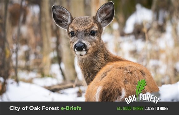 City of Oak Forest e-Briefs