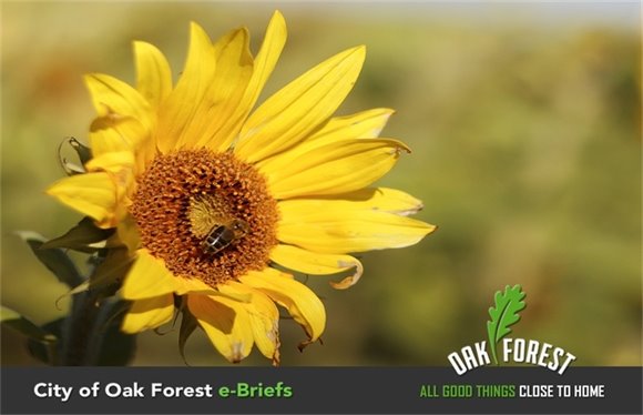 City of Oak Forest e-Briefs