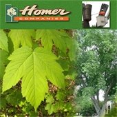 Maple Tree Removal Starts July 13