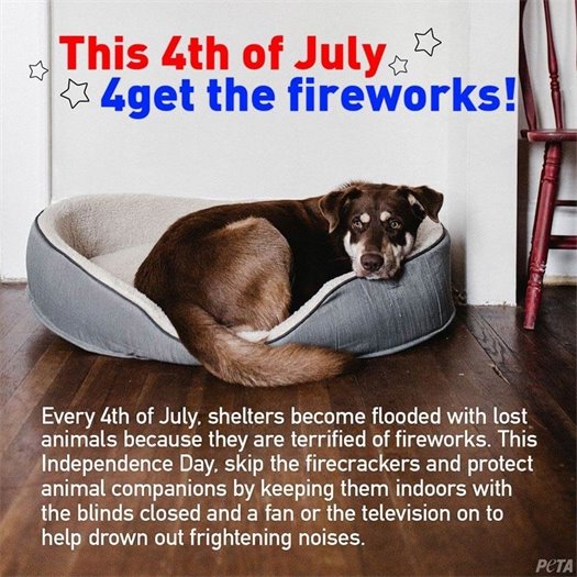 Animals and Fourth of July