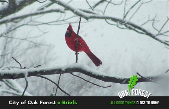 Hello Little Redbird