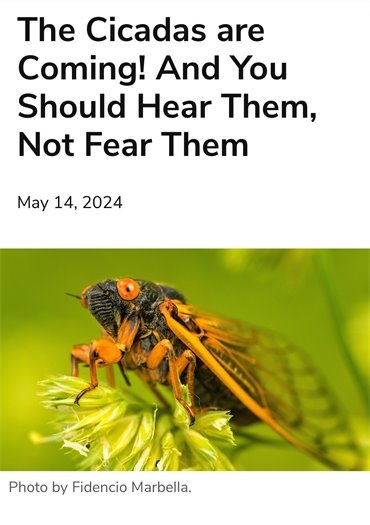 Cicadas are coming