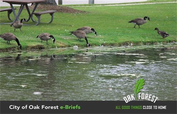 Six Geese and a Duck