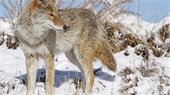 Coyote in the Snow