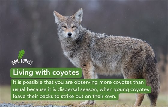 Coyotes Dispersal Season