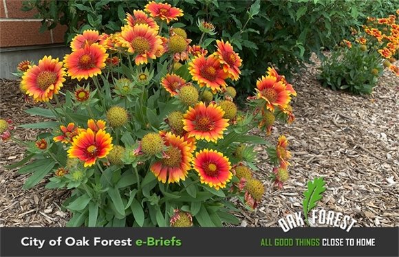 Summer Flowers at Park Place