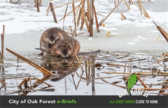 City of Oak Forest e-Briefs