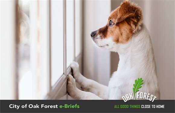 City of Oak Forest e-Briefs