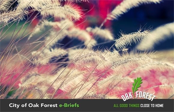 Oak Forest Fall Foliage