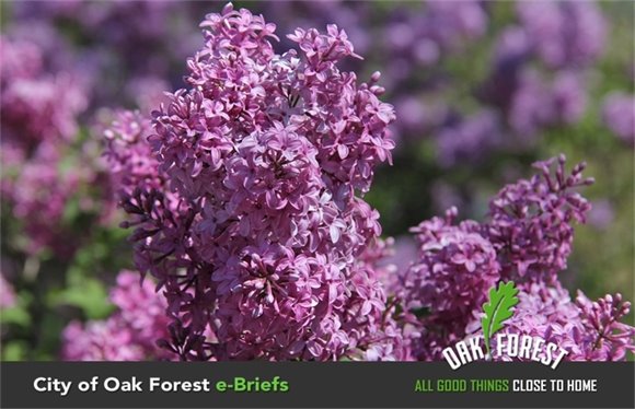 City of Oak Forest e-Briefs